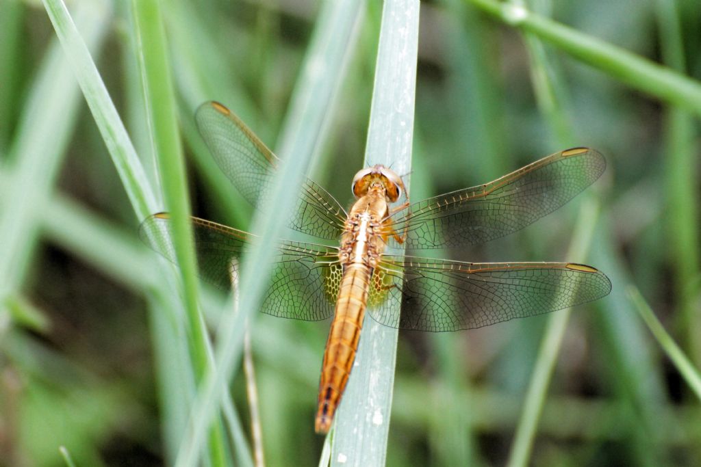 Sympetrum fonscolombii? No. femmina di Crocothemis erythraea